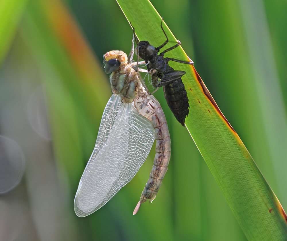 Southern Hawker, newly emerged